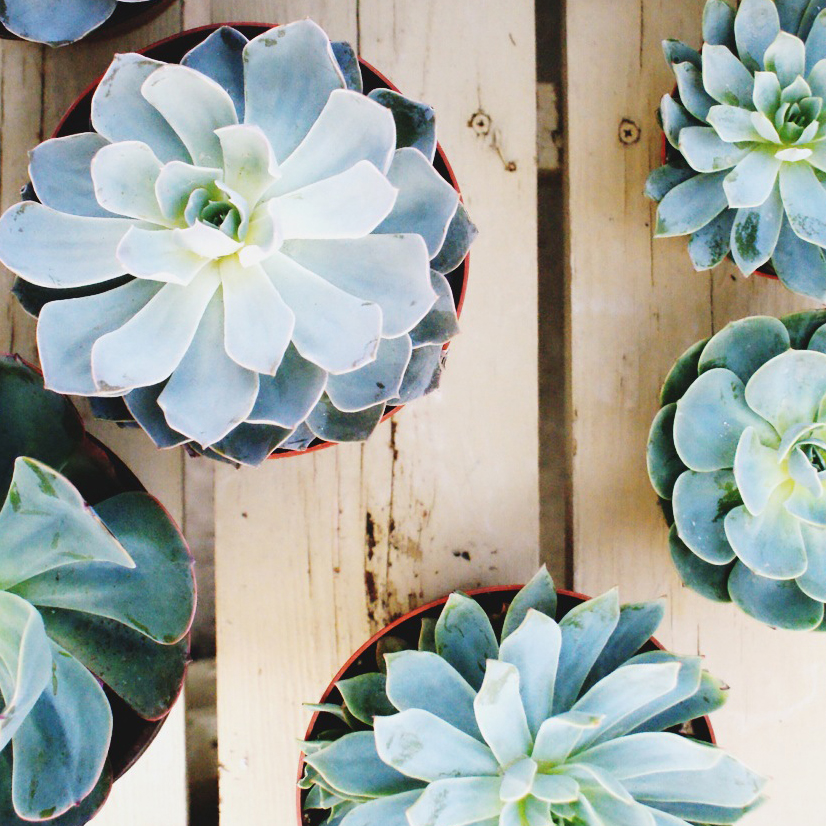 All about succulents