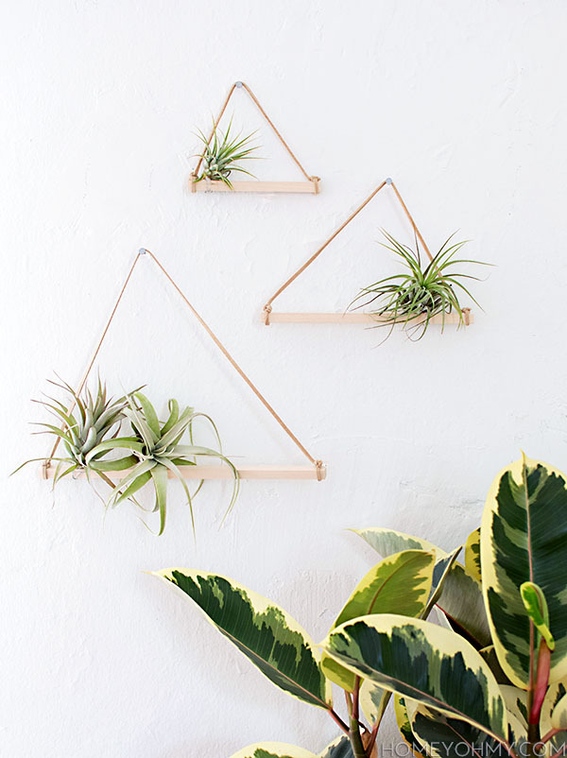 How to Decorate with Tillandsia
