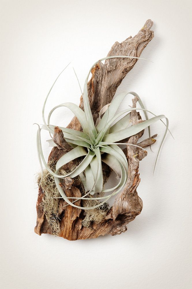 How to Decorate with Air Plants
