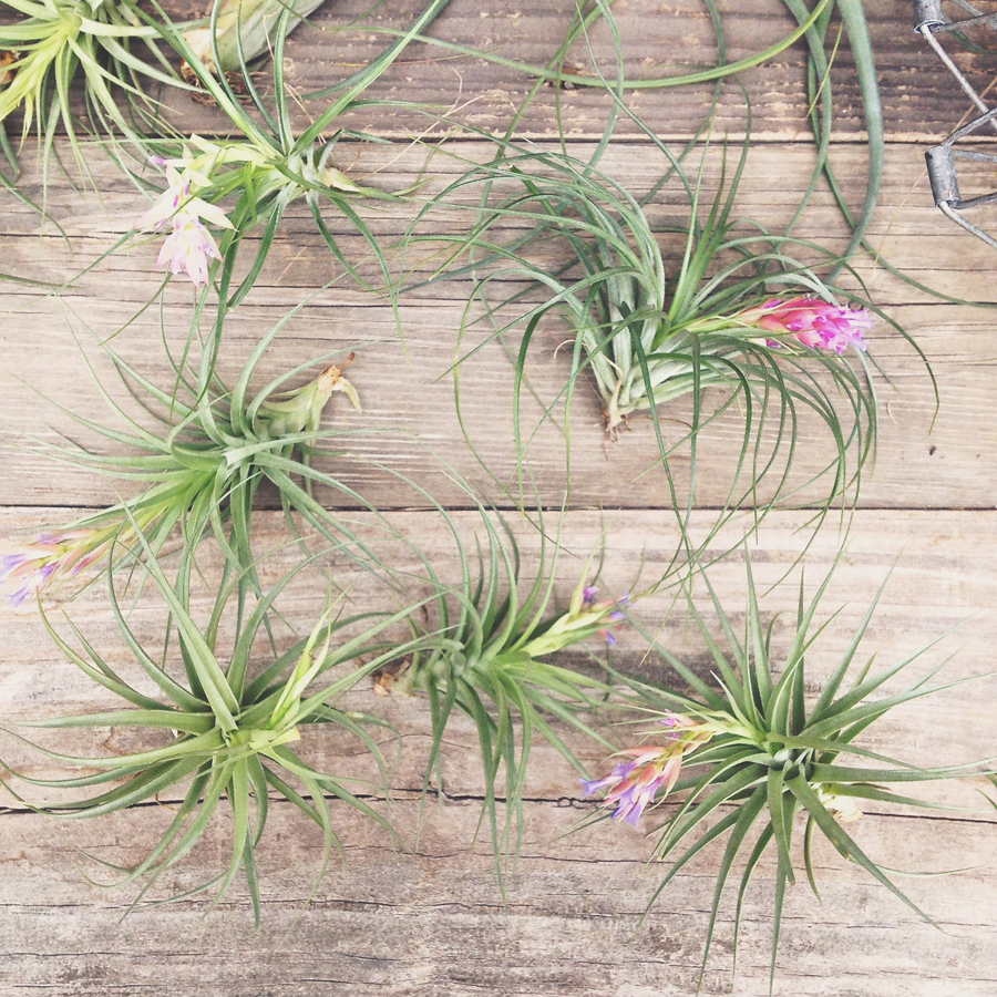 All About Air Plants | theanastasiaco.com