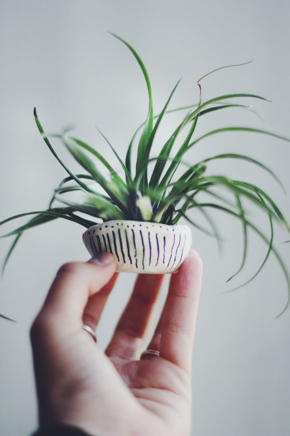 How to Decorate with Air Plants