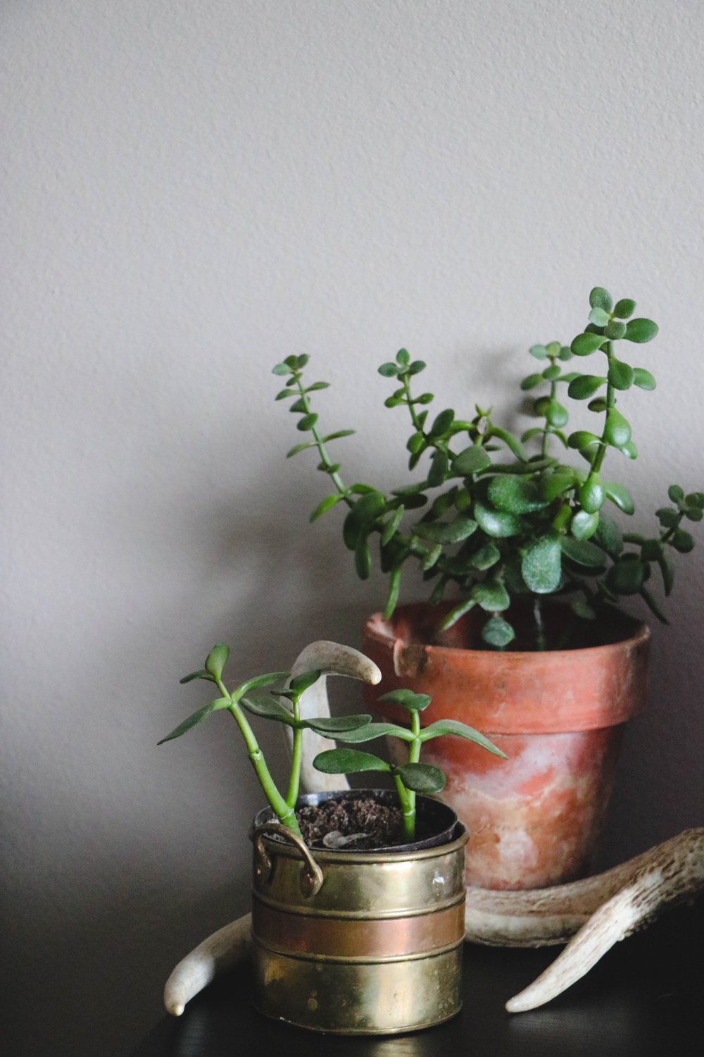 Jade Plant | House Plants | Succulents | The Anastasia Co