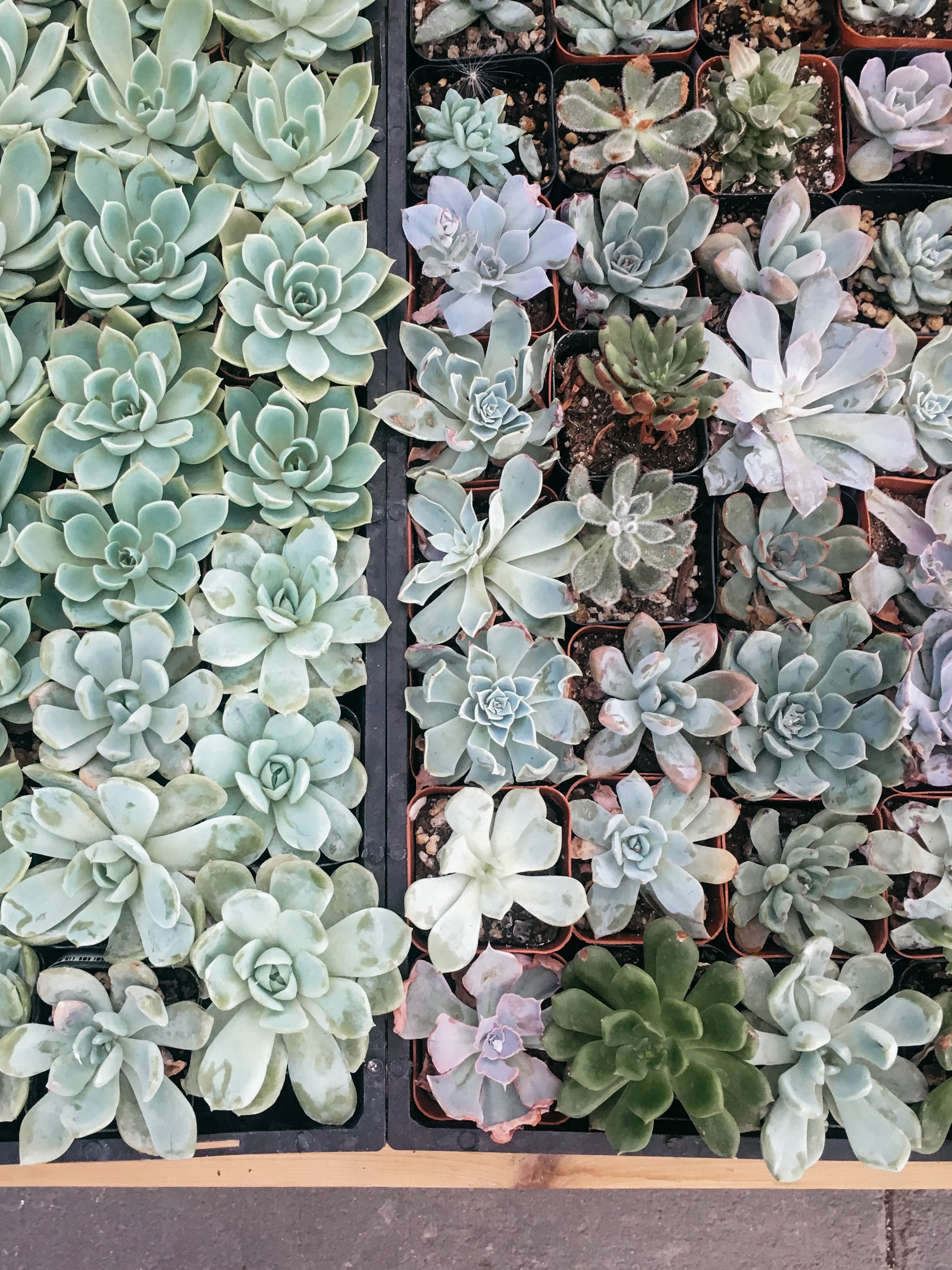 Succulents / Why You Need House Plants in Your Home / Houseplants / Indoor Plants / House Plants / Air Purifying Plants / theanastasiaco.com @theanastasiaco