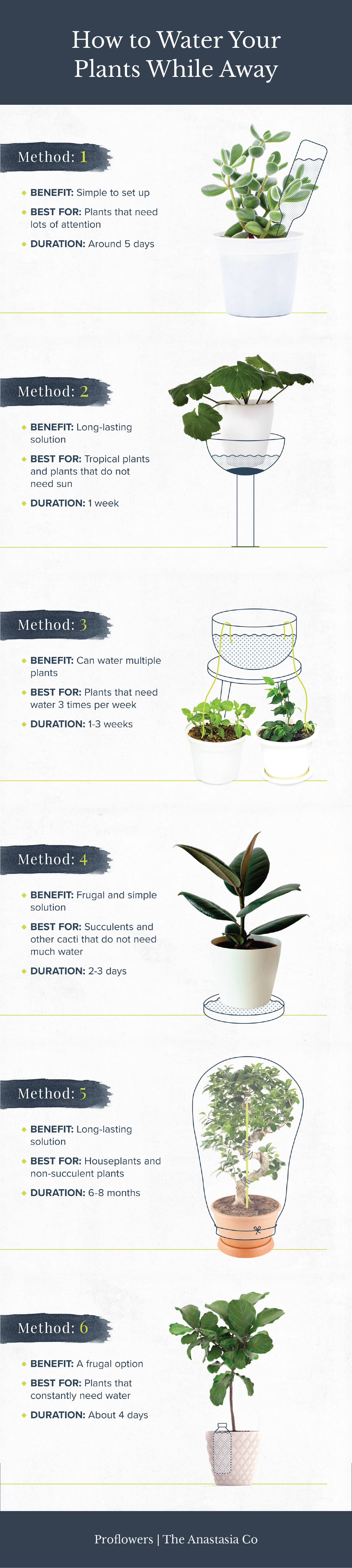 Plant Watering Infographic