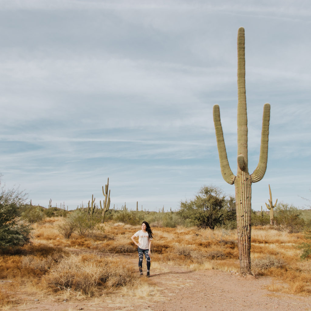 Large cactus in Arizona, desert plants