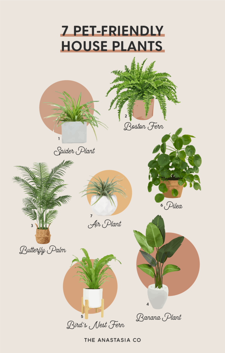 7 Pet-Friendly House Plants - The Anastasia Co