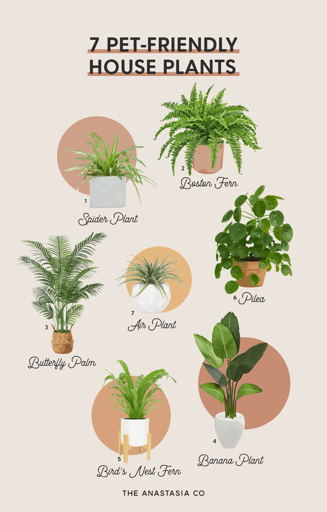 Keep your best friend healthy and enjoy all the benefits of indoor plants with these pet-friendly house plant ideas!