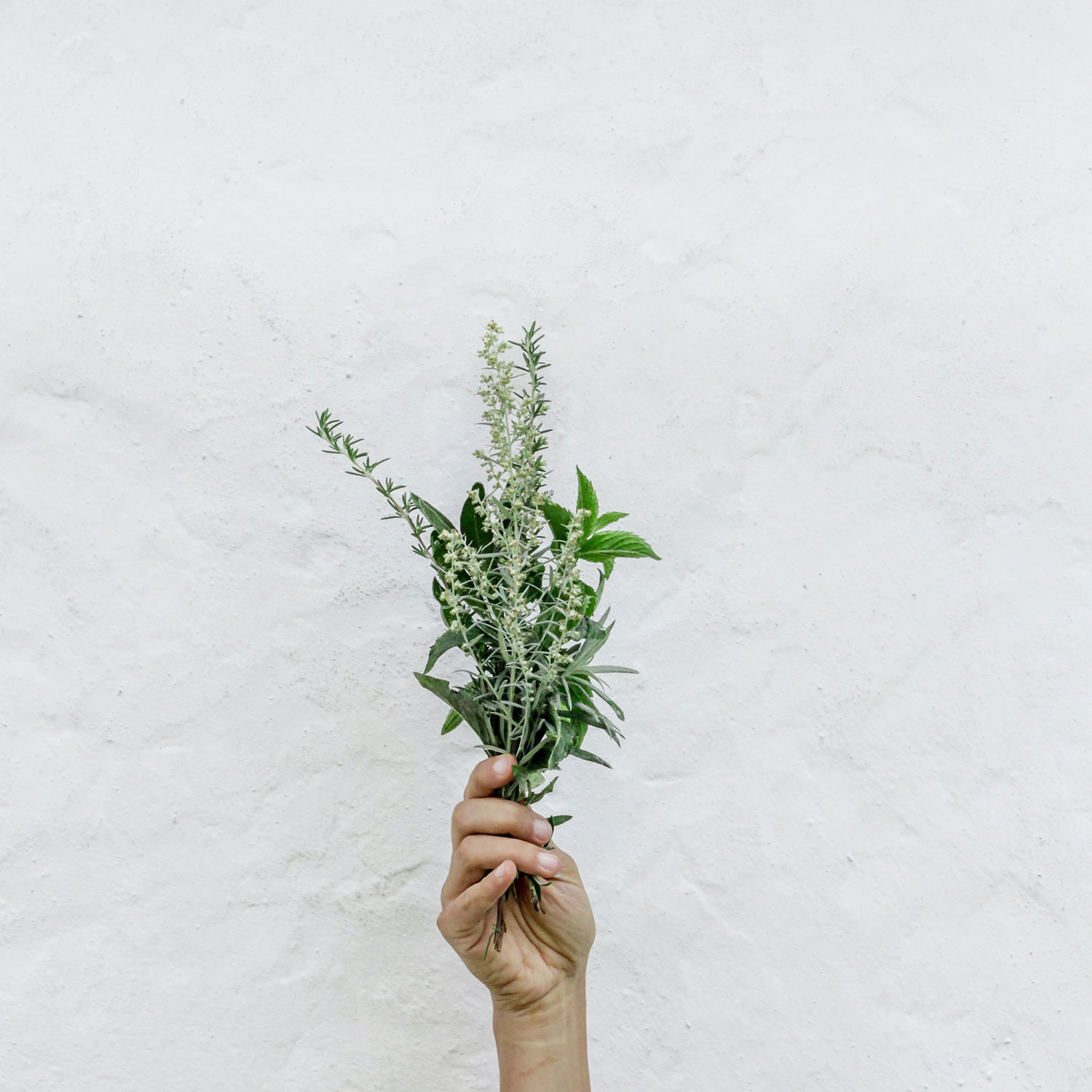 Hand holding herbs against a white wall